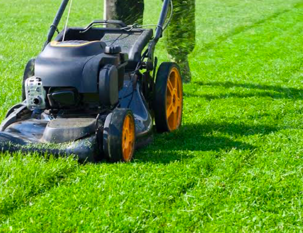 A lawn being mowed by a push mower.