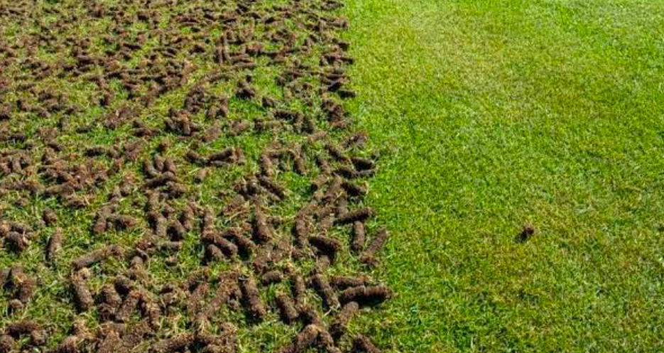 A lawn closeup with a clear delineation between the half already aerated and the other that is not from the visible plugs.