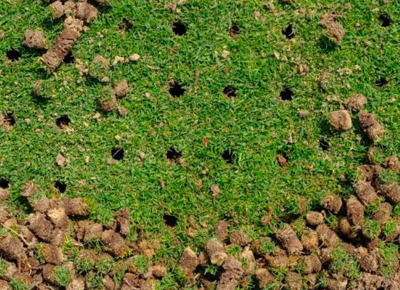 A plug aerated lawn.