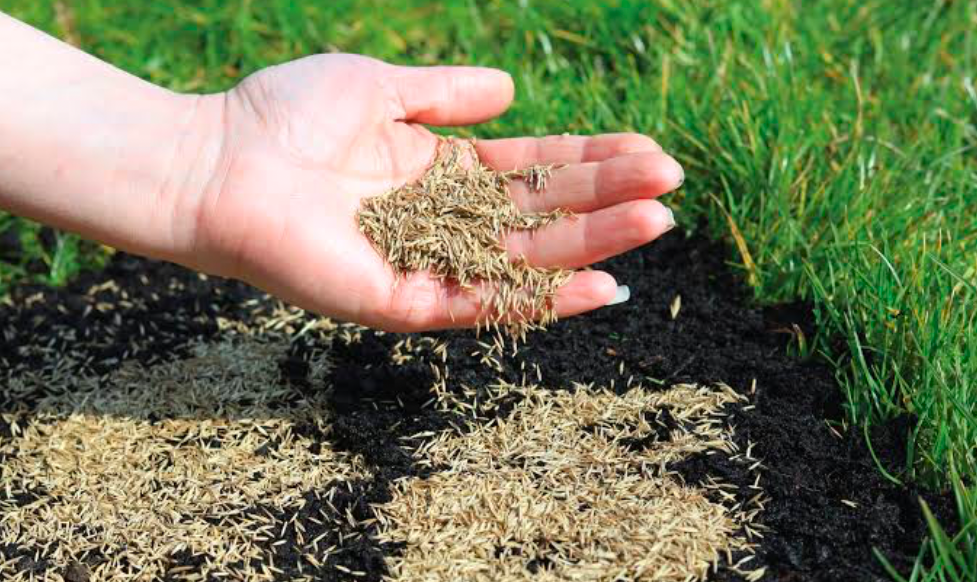 A gardener pouring seeds onto a patch in their lawn.