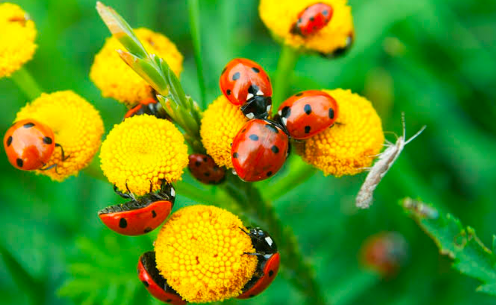Closeup of ladybugs pollinating a flower.