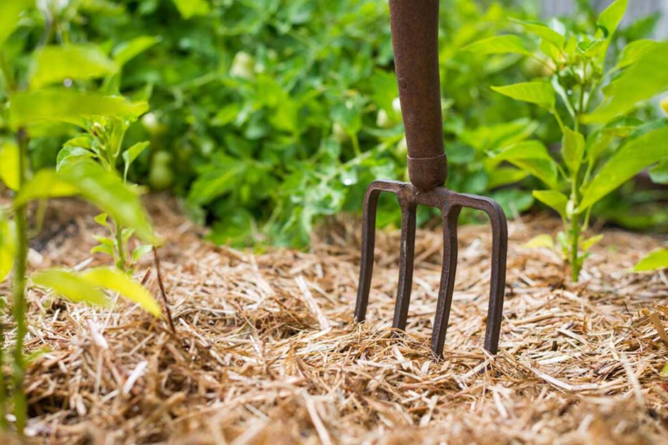 Garden fork loosening soil and mulch around plants for healthy root growth