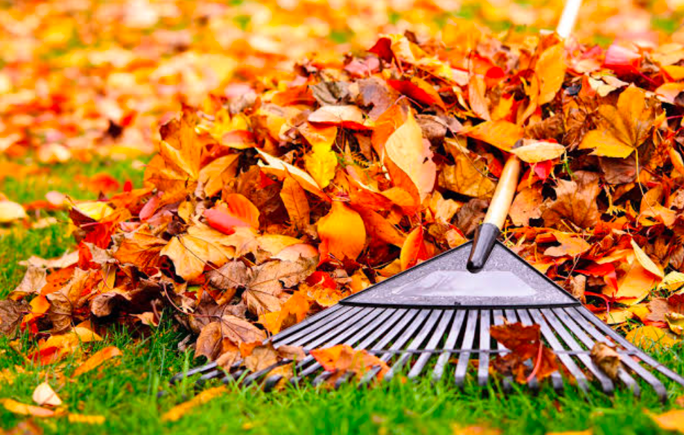 A rack laying on colorful fall foliage atop a green lawn.