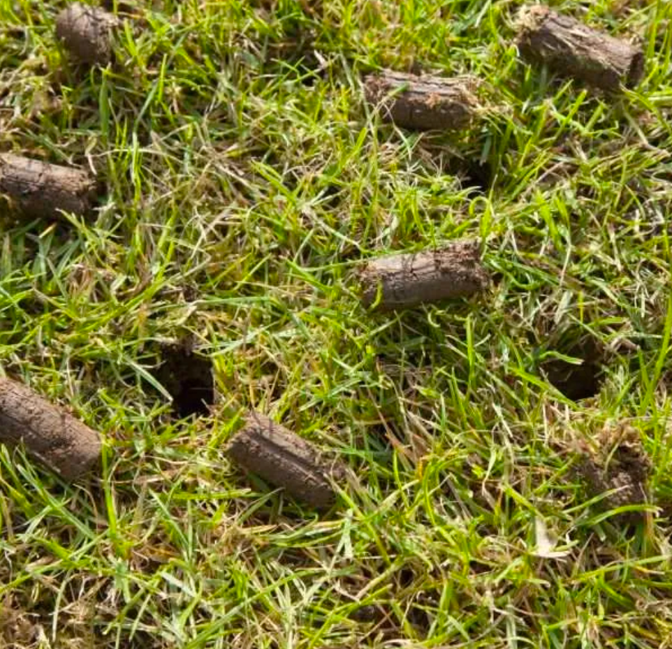 Lawn aeration soil plugs removed from grass to relieve soil compaction