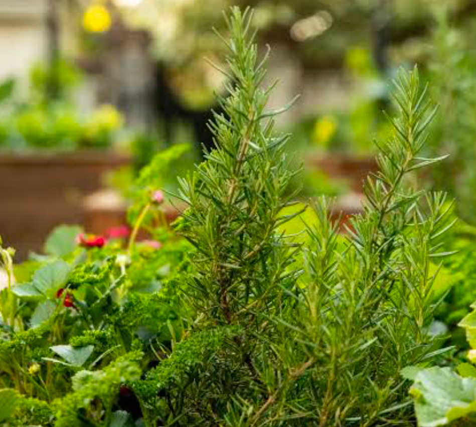 A rosemary garden blossoms in companion of a coriander crop