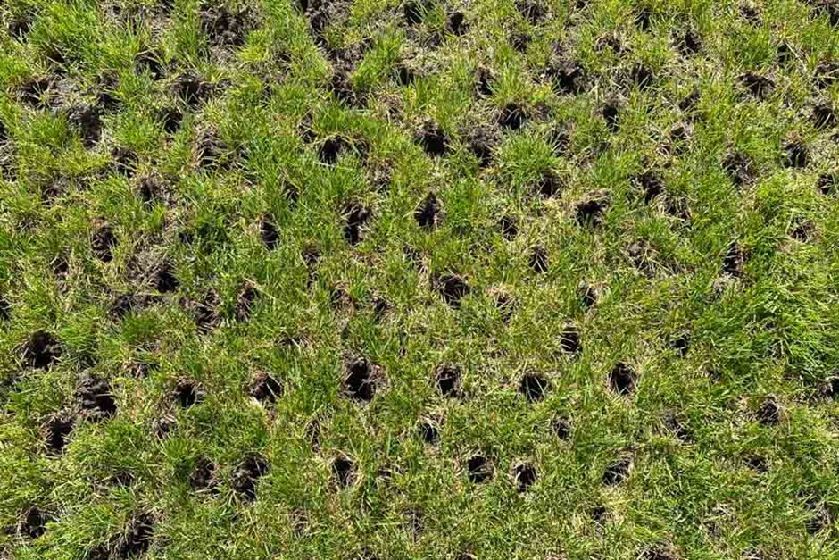 Evenly spaced lawn aeration holes created to promote healthy grass roots