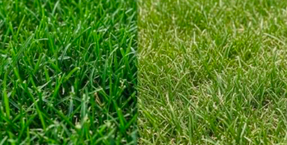 Healthy green lawn compared with dry yellowing grass