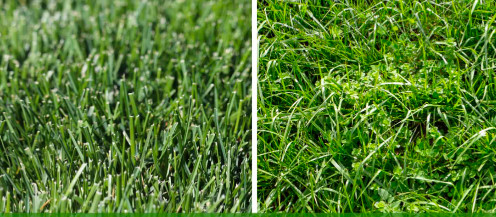 Dense short grass compared to uneven overgrown lawn grass