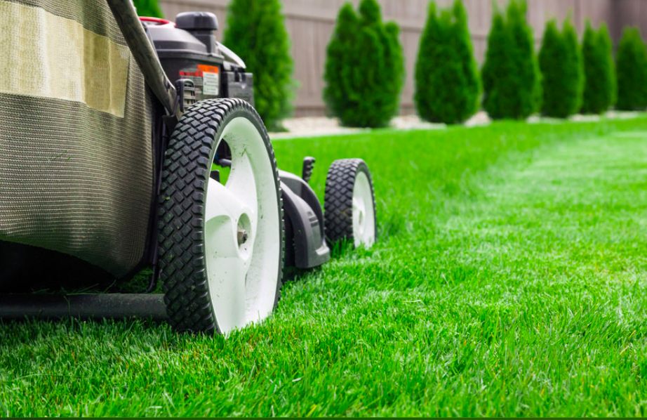 Cool-season fescue grass compared with warm-season zoysia grass
