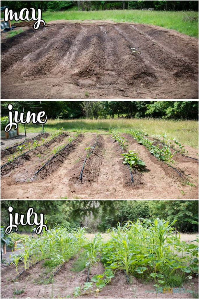 3 image collage one above the other showing a plot of land in May, new growth in Jun, and a flourishing garden in July.