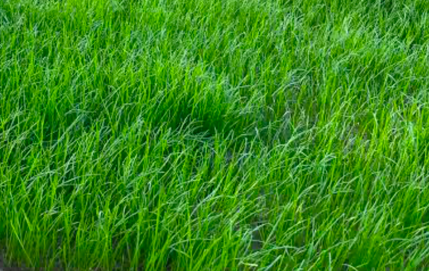 Close-up of long healthy green grass blades growing densely