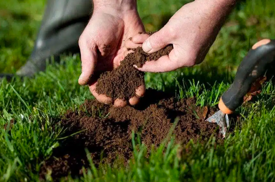 Hands holding healthy garden soil while preparing lawn for grass growth