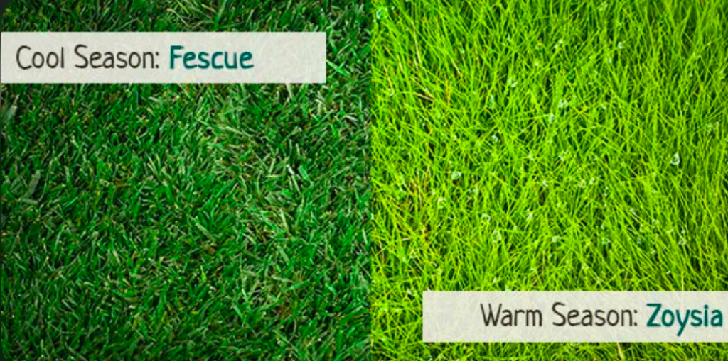 Cool-season fescue grass compared with warm-season zoysia grass