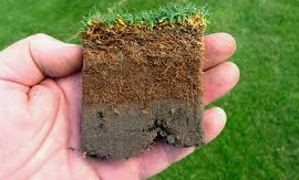 Hand holding a soil and grass plug showing healthy lawn roots and soil layers beneath turf