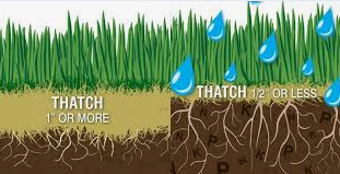 Diagram showing lawn thatch thickness comparison between excessive thatch and healthy turf roots