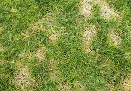 Patchy lawn with yellow and brown grass spots caused by excess thatch and poor airflow