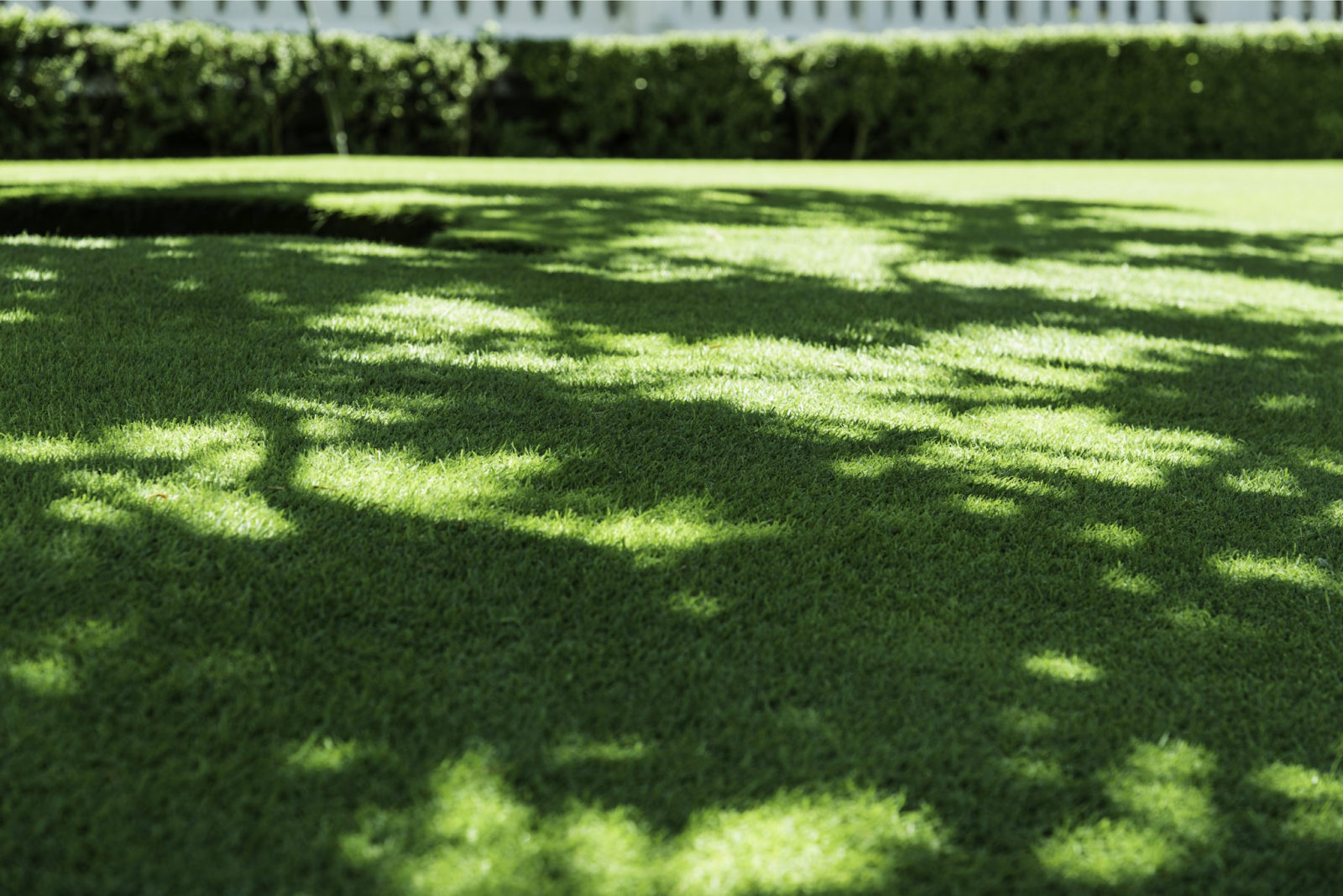 Healthy green lawn with tree shade patterns showing even grass growth and proper lawn maintenance