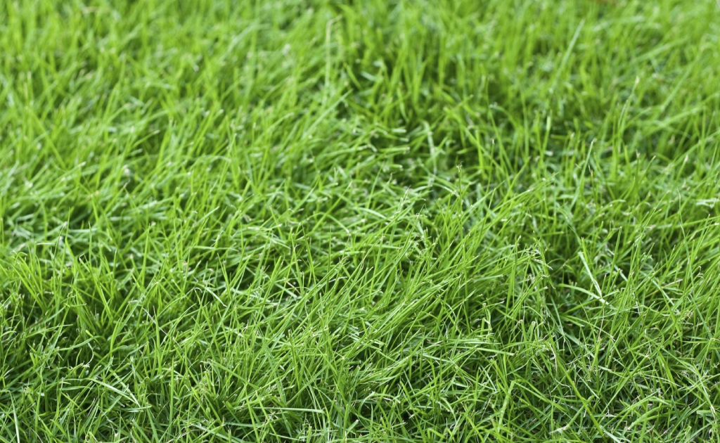 Close-up of dense green grass blades indicating a thick, well-maintained lawn surface