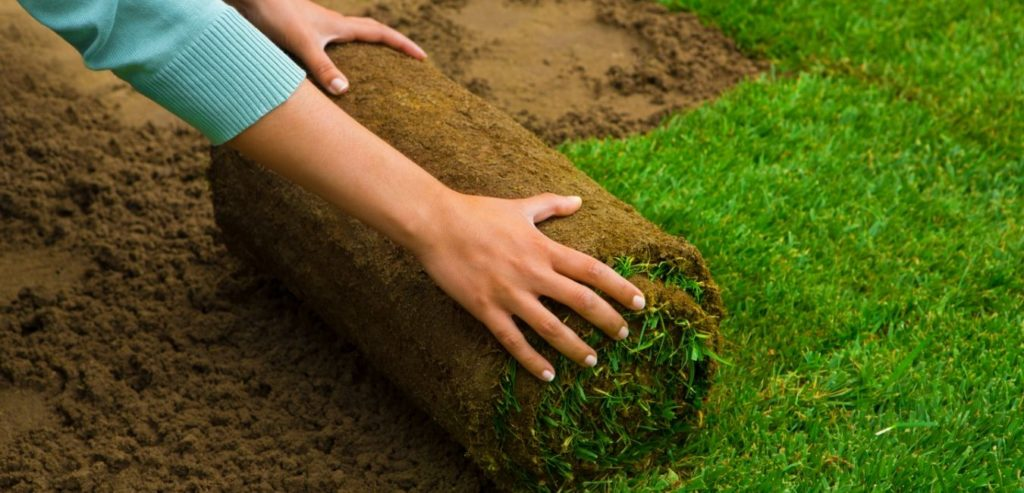 Laying fresh grass sod over prepared soil to repair bare spots and create a lush lawn