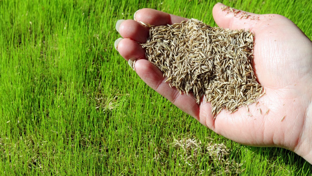 Hand spreading grass seed over lawn to encourage new growth and overseeding results