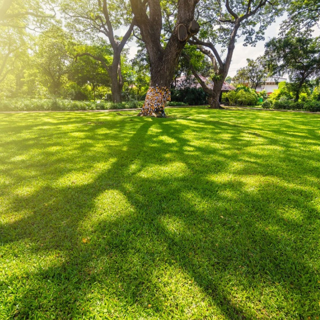 Sunlit backyard lawn with mature trees providing partial shade and healthy turf coverage