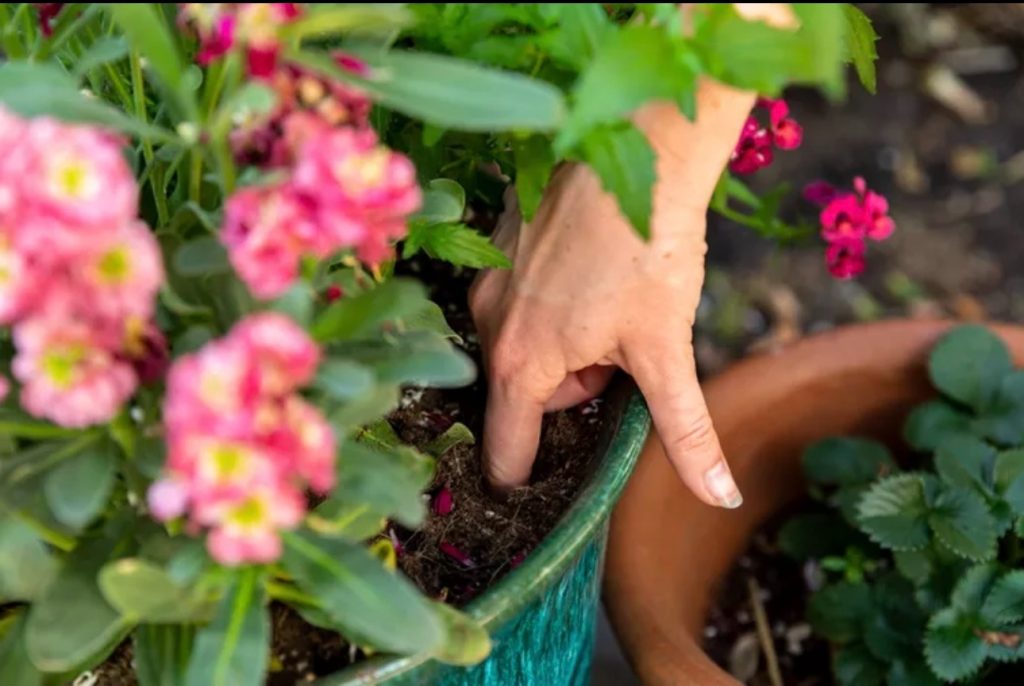 A close-up of a hand pressing into the soil of a potted flowering plant to check moisture level, with other pots visible nearby.
