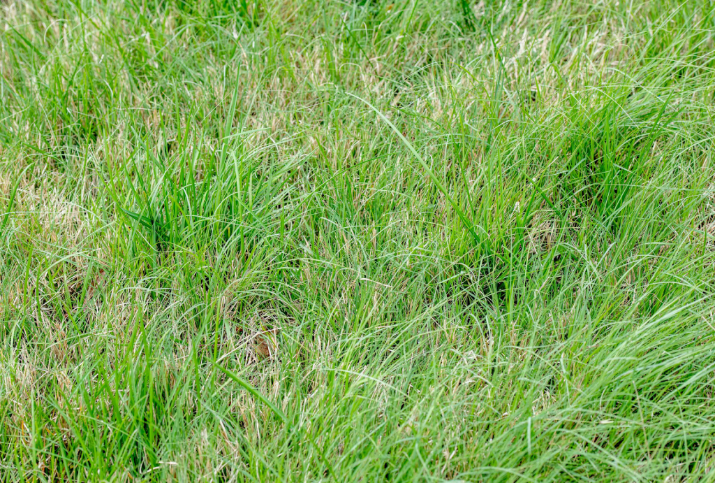 Close-up view of dense lawn grass blades indicating a well-maintained turf surface