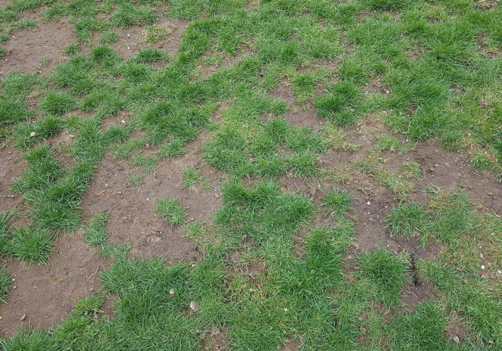 Patchy lawn with bare soil areas caused by thinning grass and compaction problems