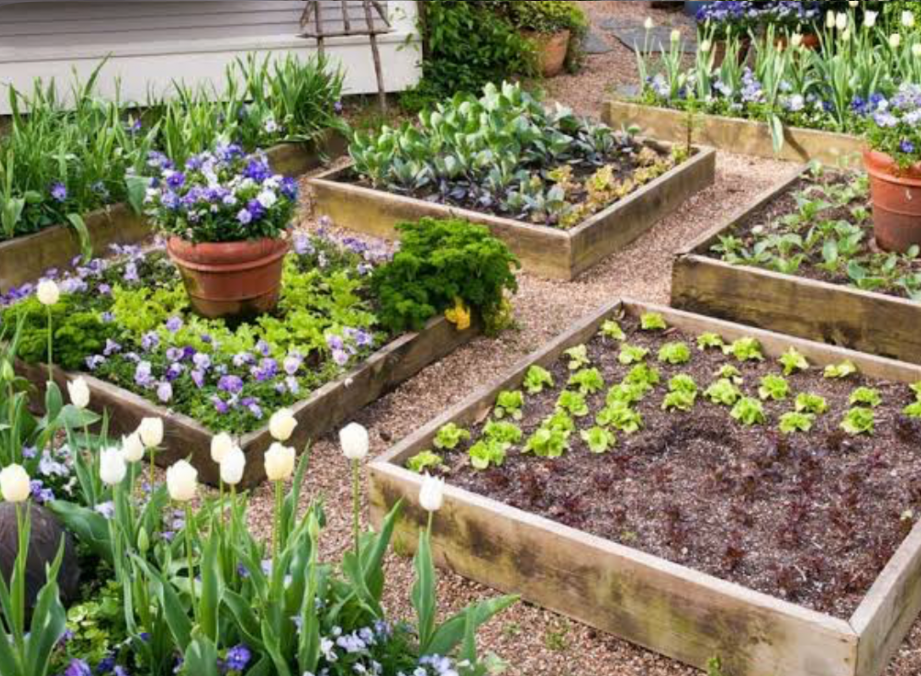 Raised garden beds with blooming flowers and vegetables arranged along gravel pathways
