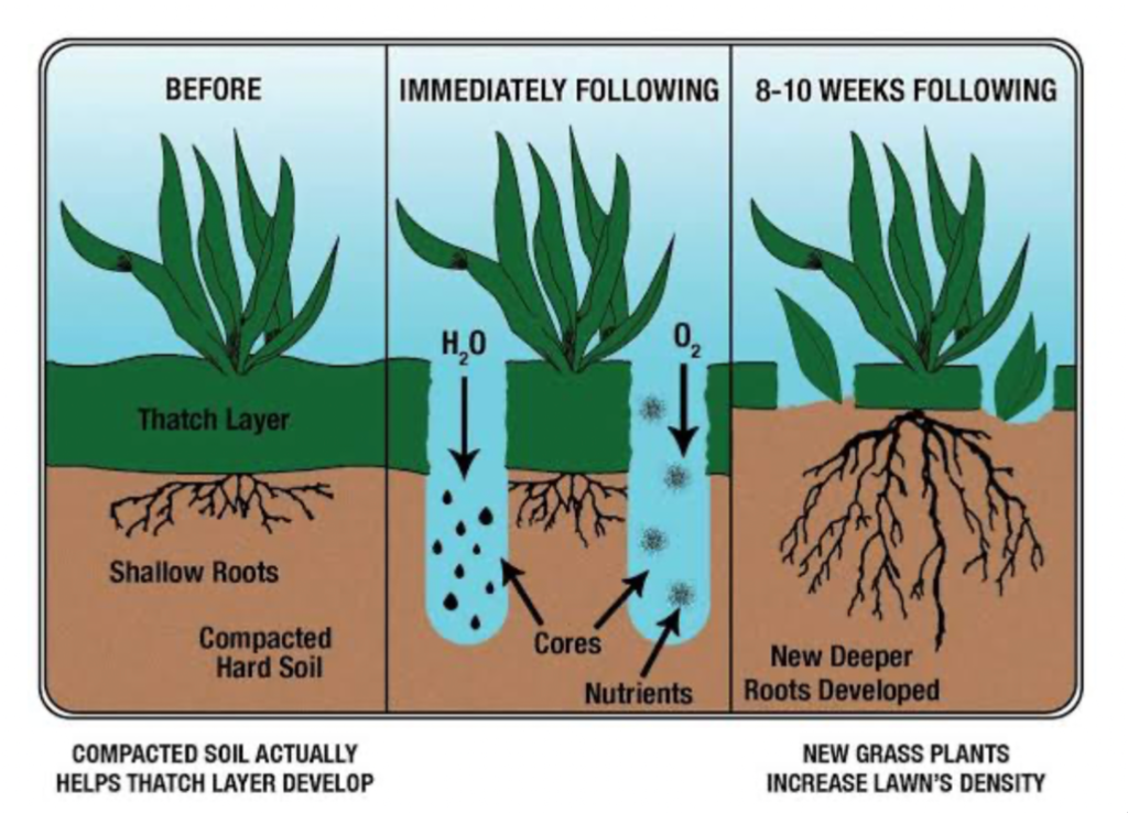 Lawn aeration diagram showing soil compaction before and after aerating grass roots