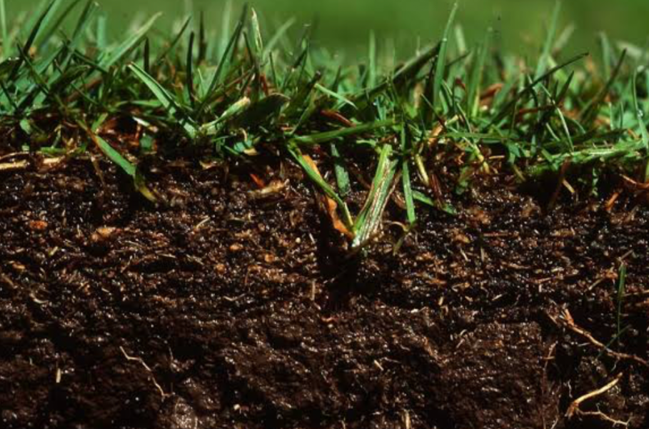 Close-up of grass roots and soil after lawn aeration showing improved root penetration