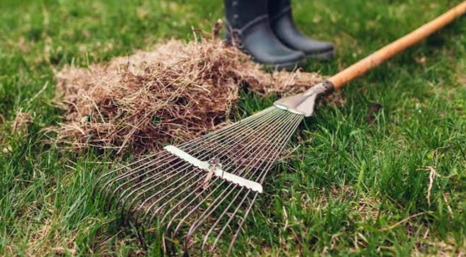 Garden rake removing thatch buildup from lawn surface