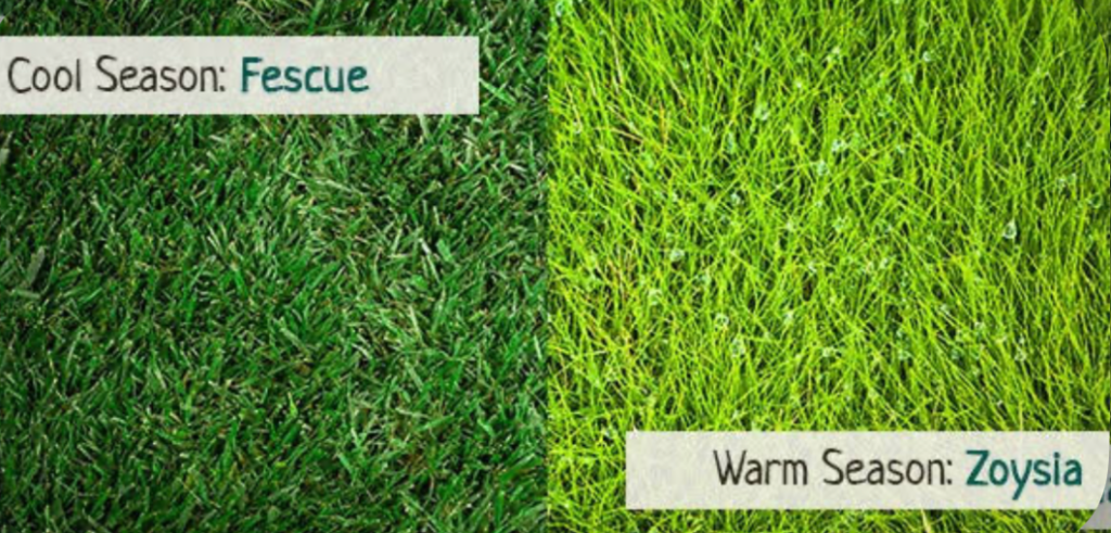 Comparison of cool-season fescue grass and warm-season zoysia lawn types
