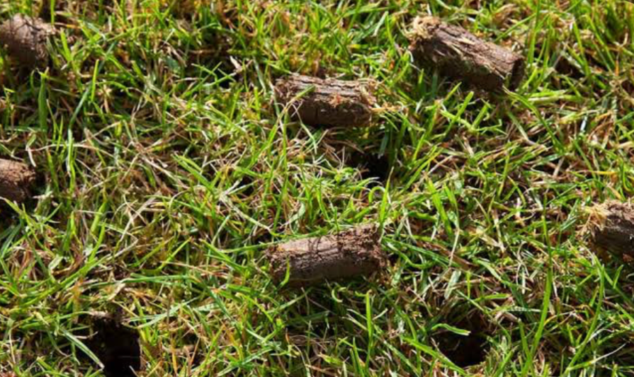 Lawn aeration soil plugs scattered on grass after core aeration treatment