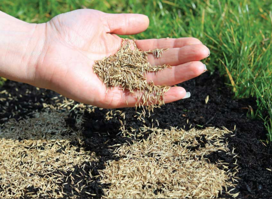 Hand spreading grass seed on lawn for overseeding after aeration