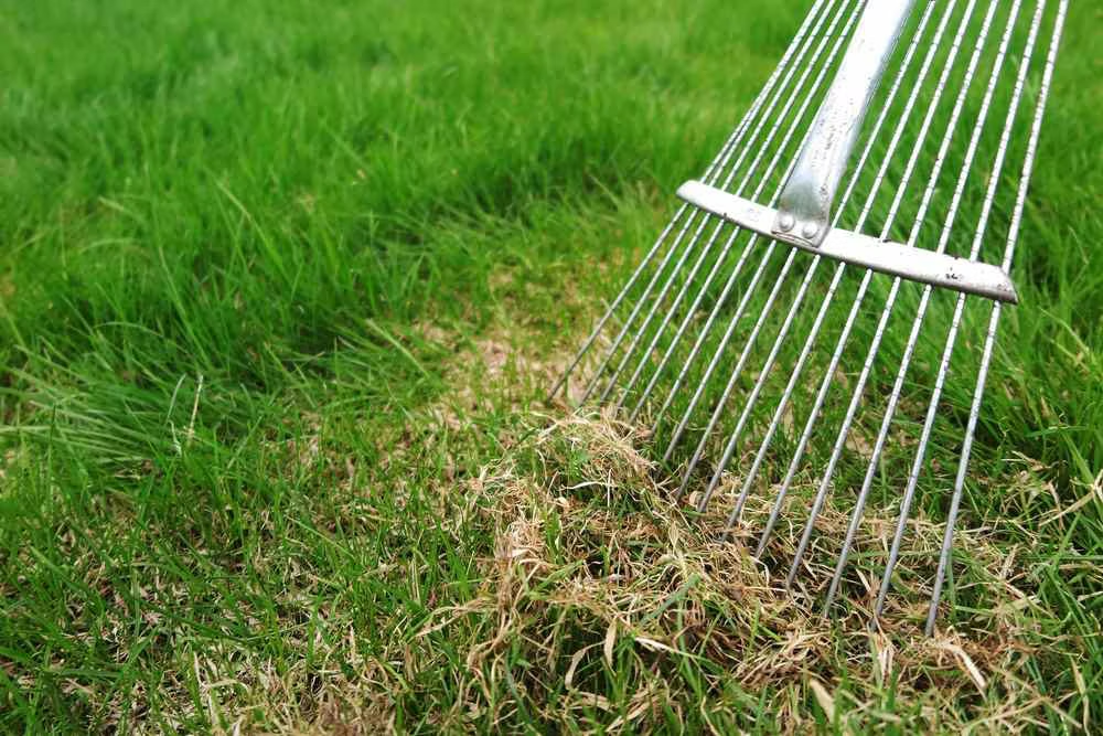 Manual dethatching rake pulling dead grass and thatch buildup from healthy green lawn