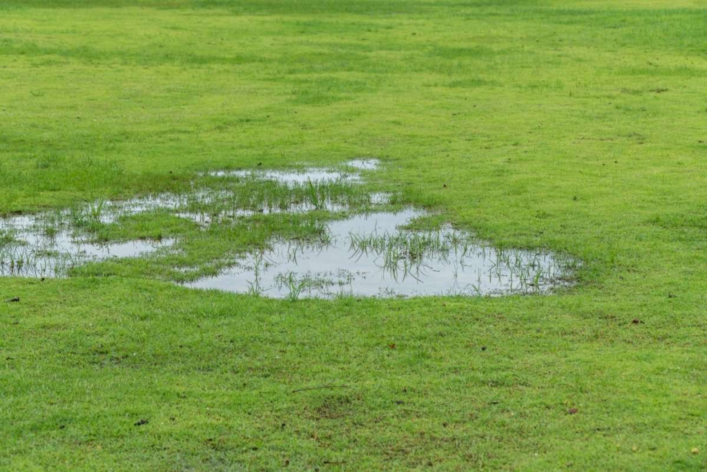 Standing water on lawn showing poor drainage and compacted soil issues