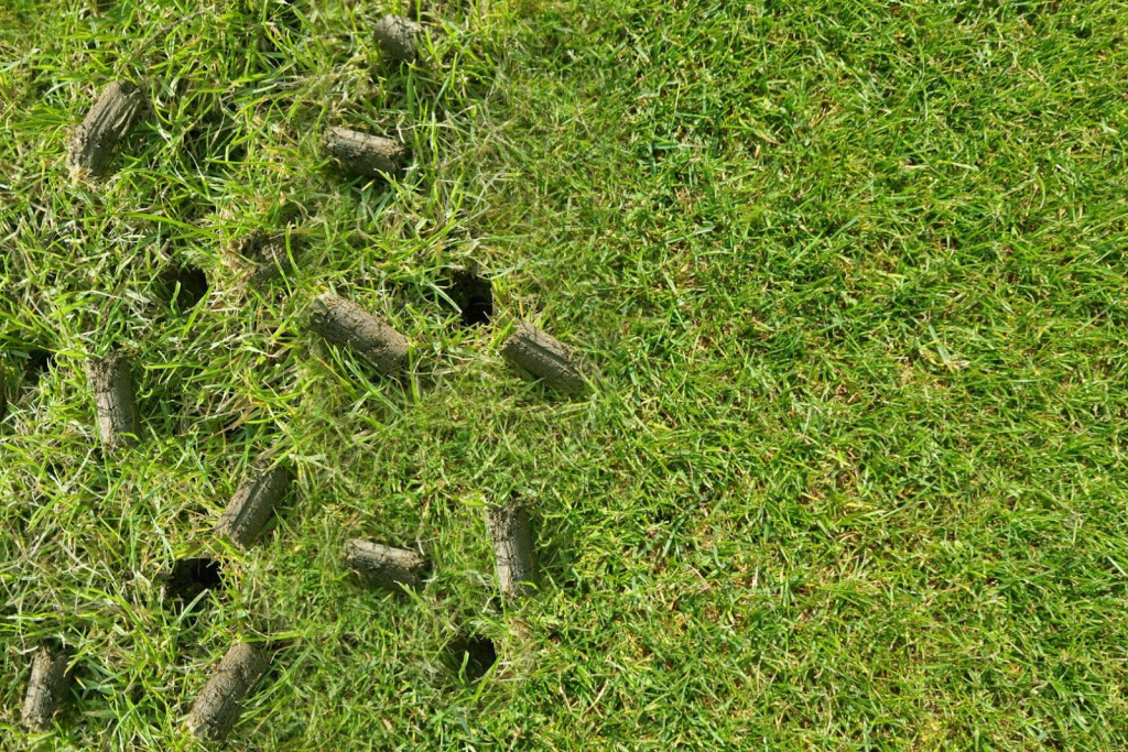 Soil plugs on grass surface after core aeration to reduce compaction and improve root growth