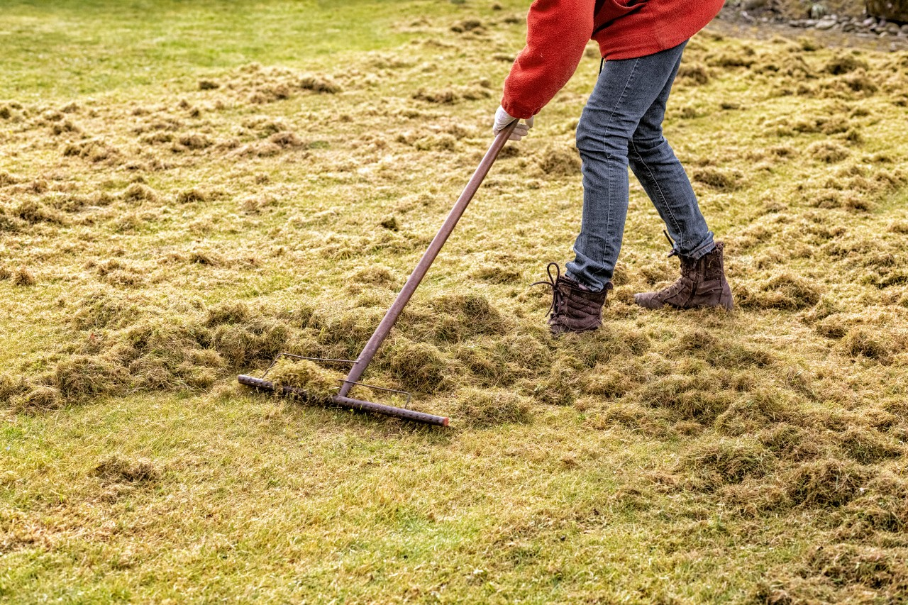 Person raking lawn to remove thatch buildup during spring lawn maintenance