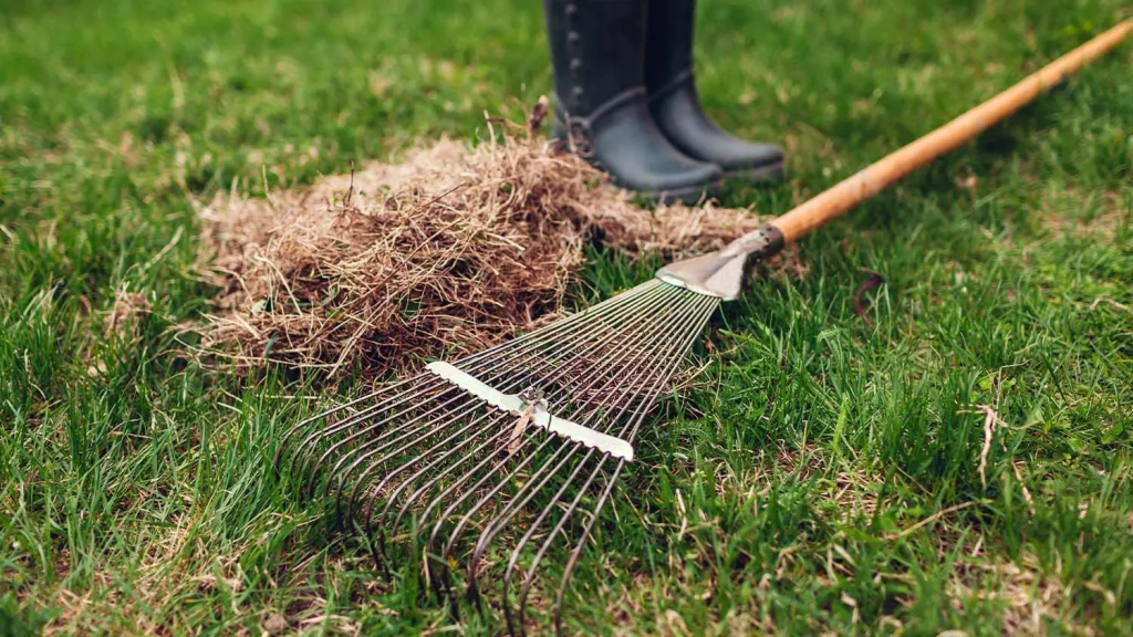 Manual dethatching lawn with metal rake to improve grass airflow