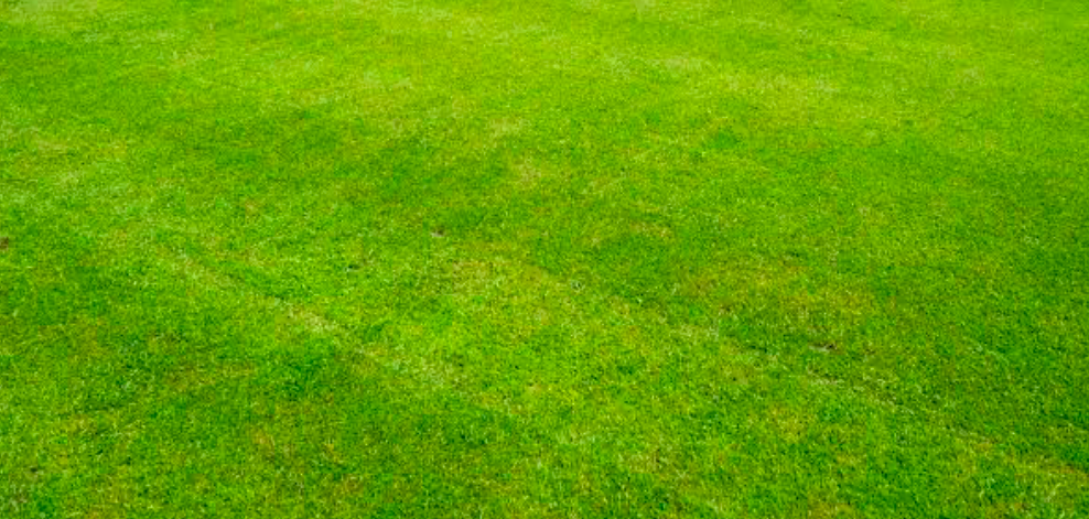 A Healthy Green Lawn.
