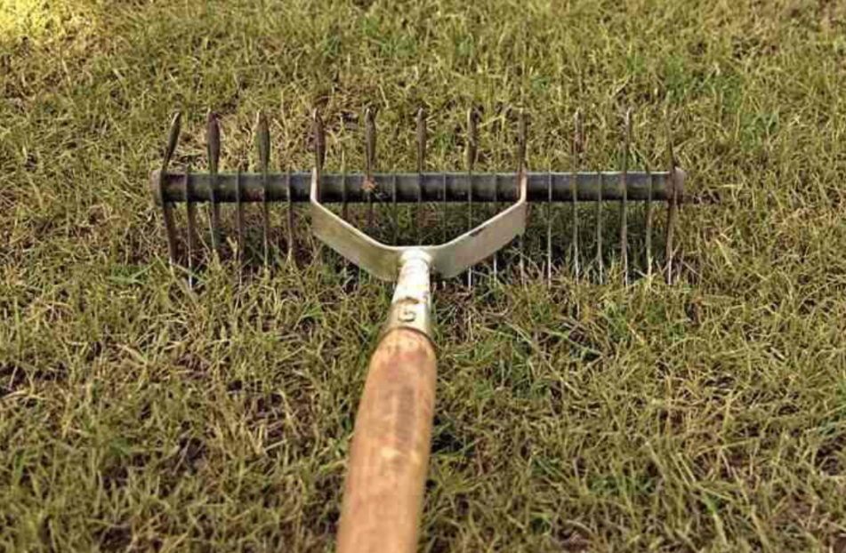 Metal dethatching rake with sharp tines used for lawn aeration and cleanup