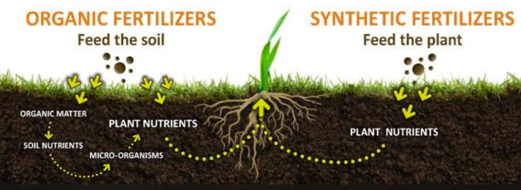 An illustration of the differences between Organic and Synthetic Fertilizers - Image - Source: Milorganite