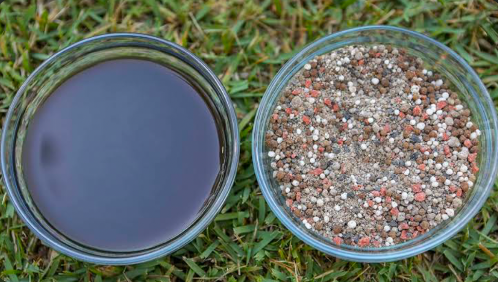 Liquid (L) and Granular (R) Fertilizers in glass bowls placed on a lawn