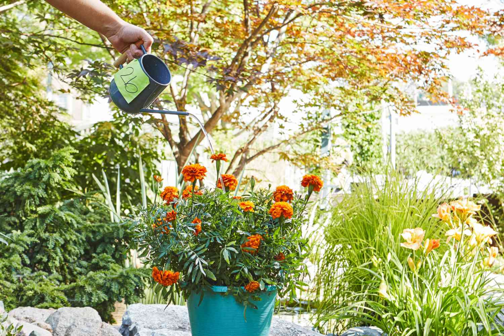 Watering flowering plants in a container garden using a watering can