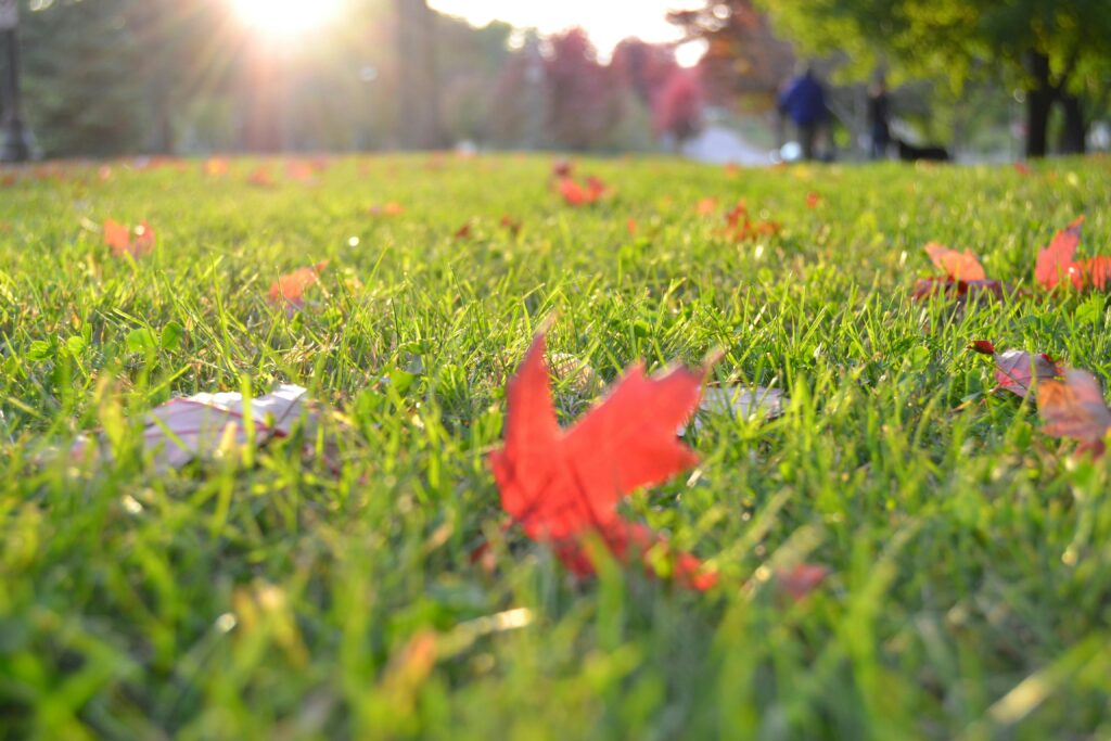 Close up on a green lush lawn with fallen orange leaves.