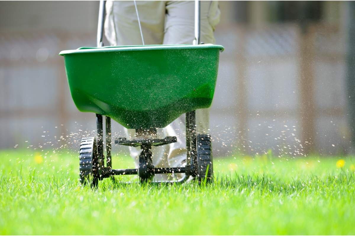 broadcast spreader applying lawn fertilizer evenly across green grass