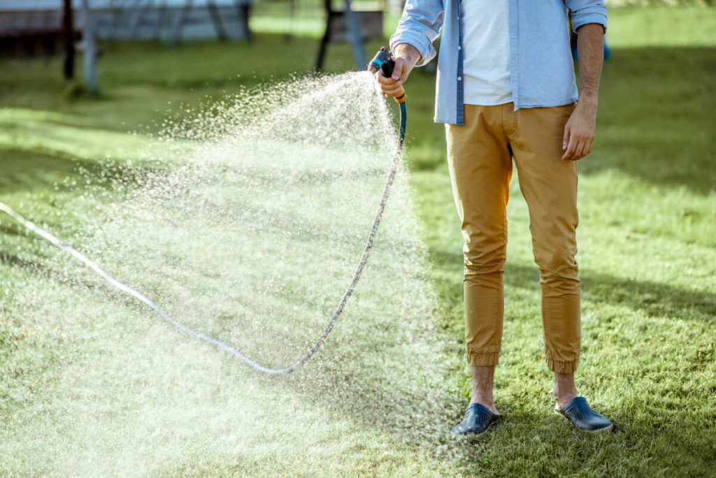 watering grass lawn after fertilizer application using garden hose