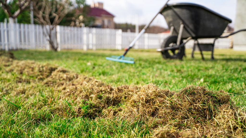 yard cleanup after dethatching showing removed grass thatch