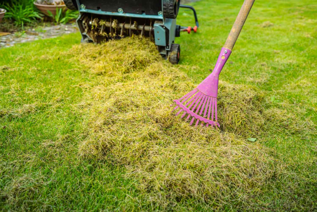 power dethatcher machine pulling dead grass and thatch from lawn